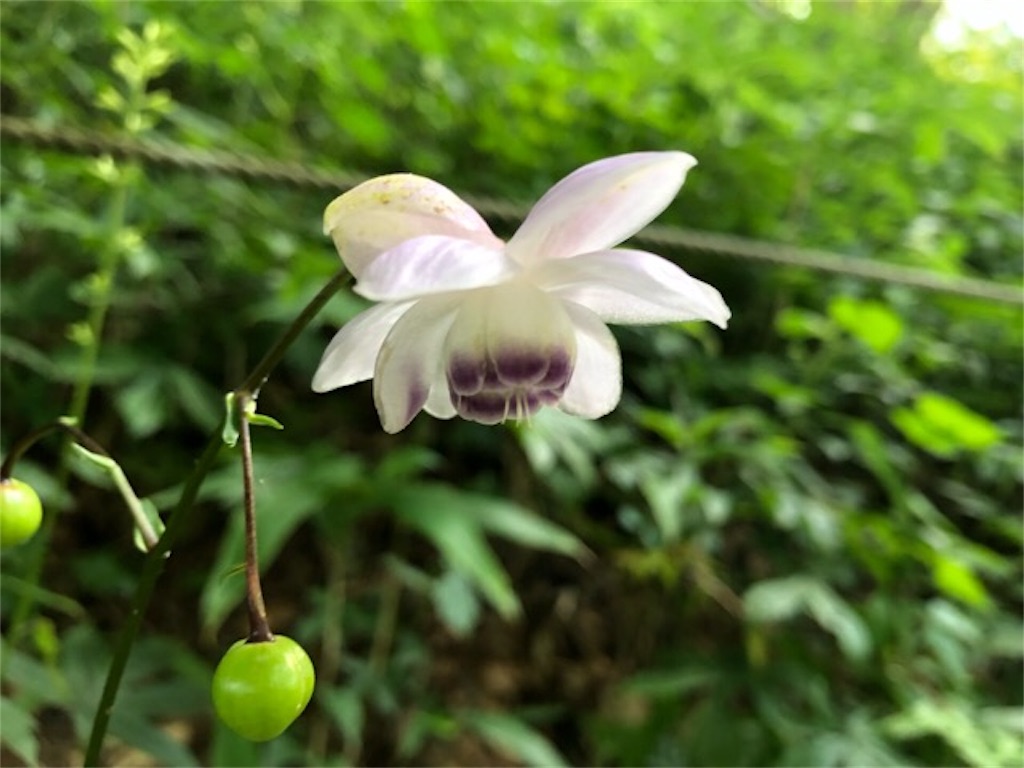 f:id:ChameleonArms221:20190810144741j:image f:id:ChameleonArms221:20190810144741j:image