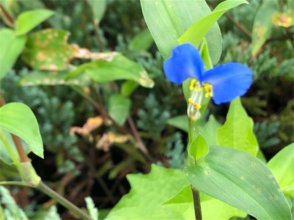 f:id:ChameleonArms221:20190901193208j:image