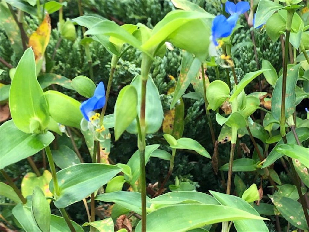 f:id:ChameleonArms221:20190901193219j:image f:id:ChameleonArms221:20190901193219j:image
