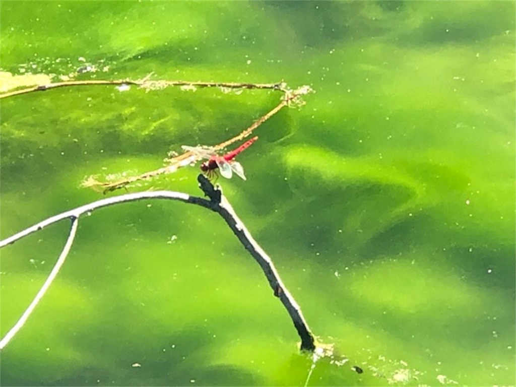 f:id:ChameleonArms221:20190909151621j:image