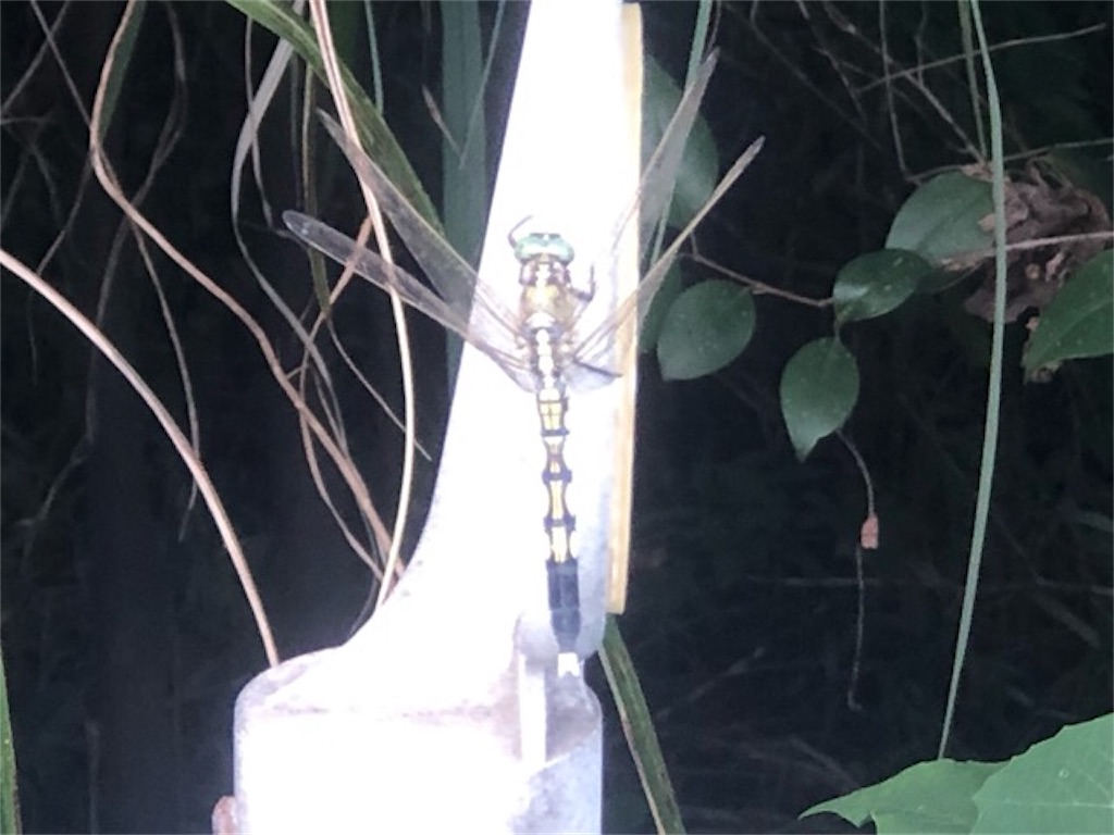 f:id:ChameleonArms221:20190909201517j:image