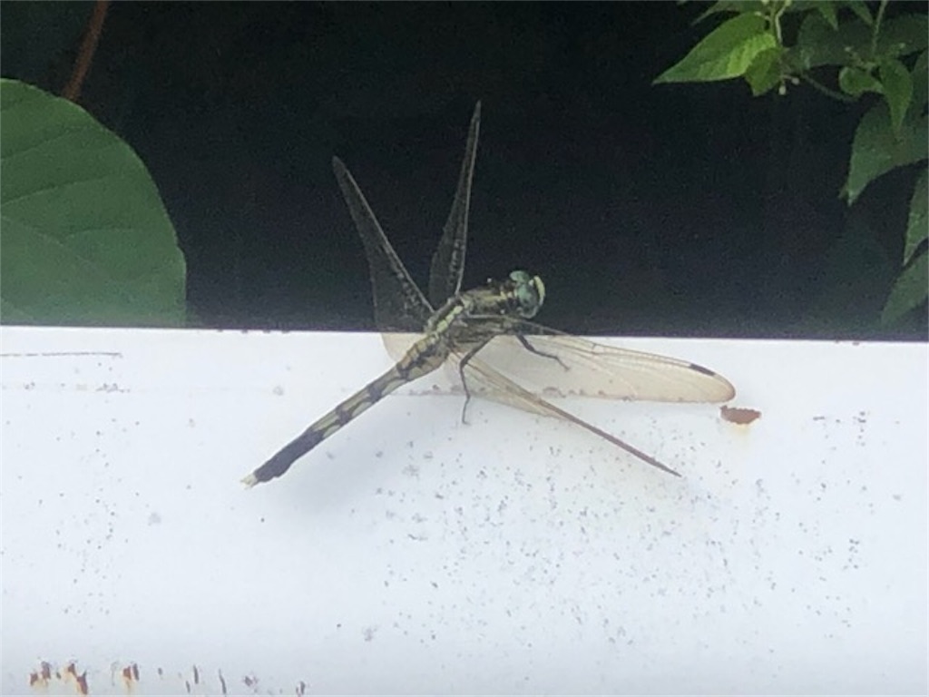 f:id:ChameleonArms221:20190909201530j:image