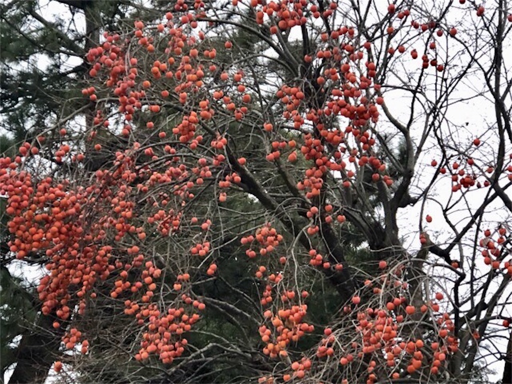 f:id:ChameleonArms221:20191218021308j:image