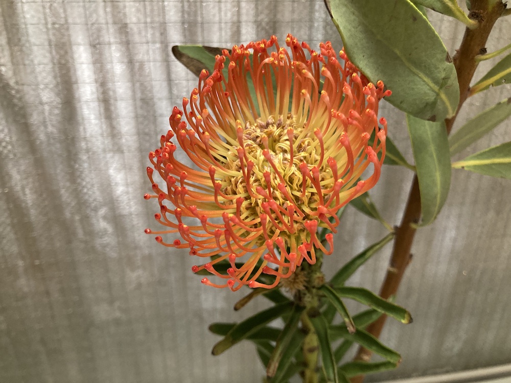 花を飾る 14 エキゾチックな花束 ようおまいりでした