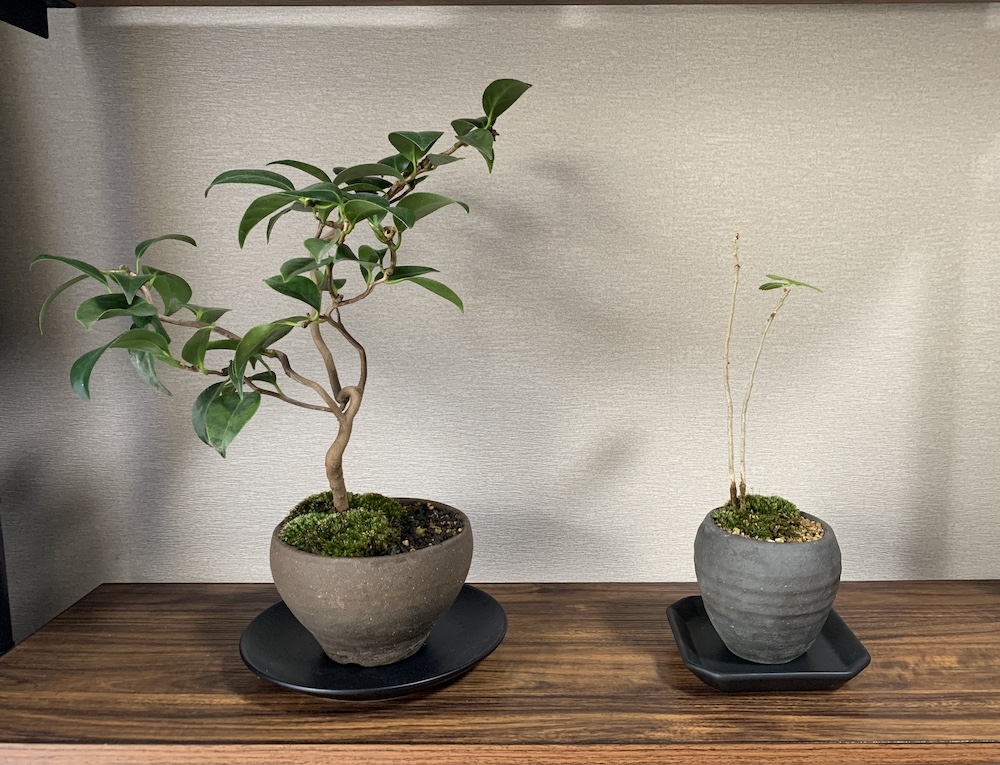 f:id:Chankana:20210828180707j:plain