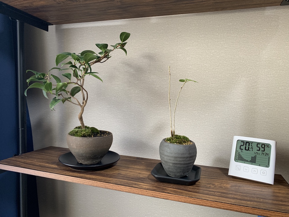 f:id:Chankana:20210828180720j:plain