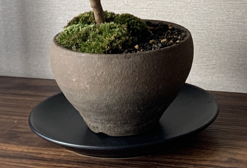 f:id:Chankana:20210828180729j:plain