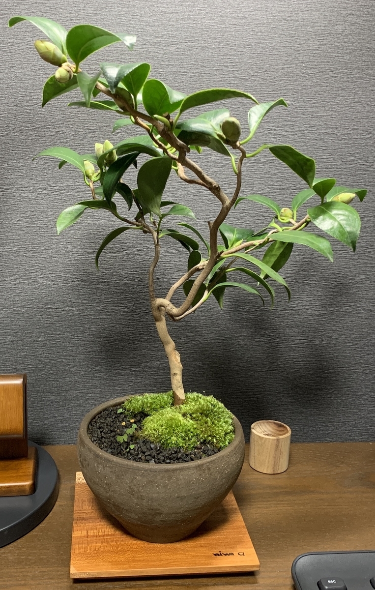 f:id:Chankana:20210828180739j:plain