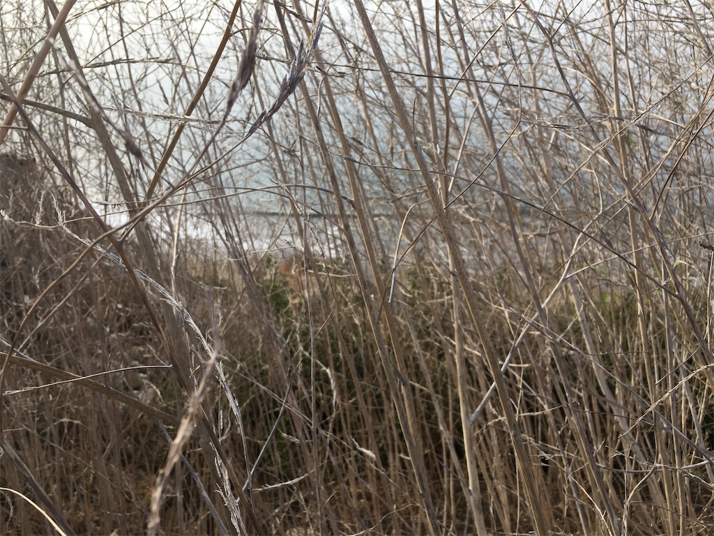 f:id:Chanomahouse:20180116132113j:plain