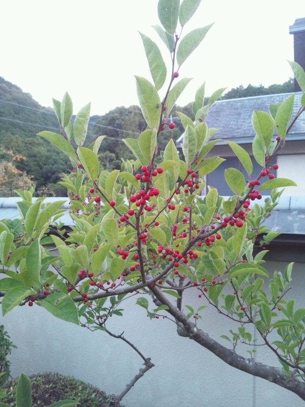 あかときいろとみどり 庭のこと