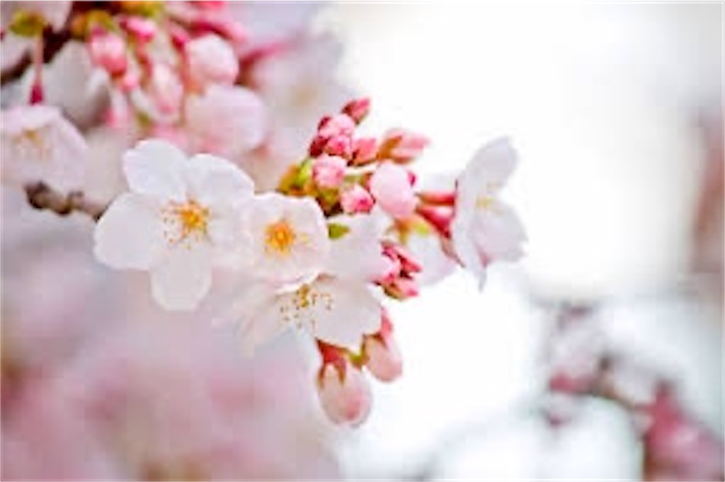 f:id:Chemin:20260215141503j:image