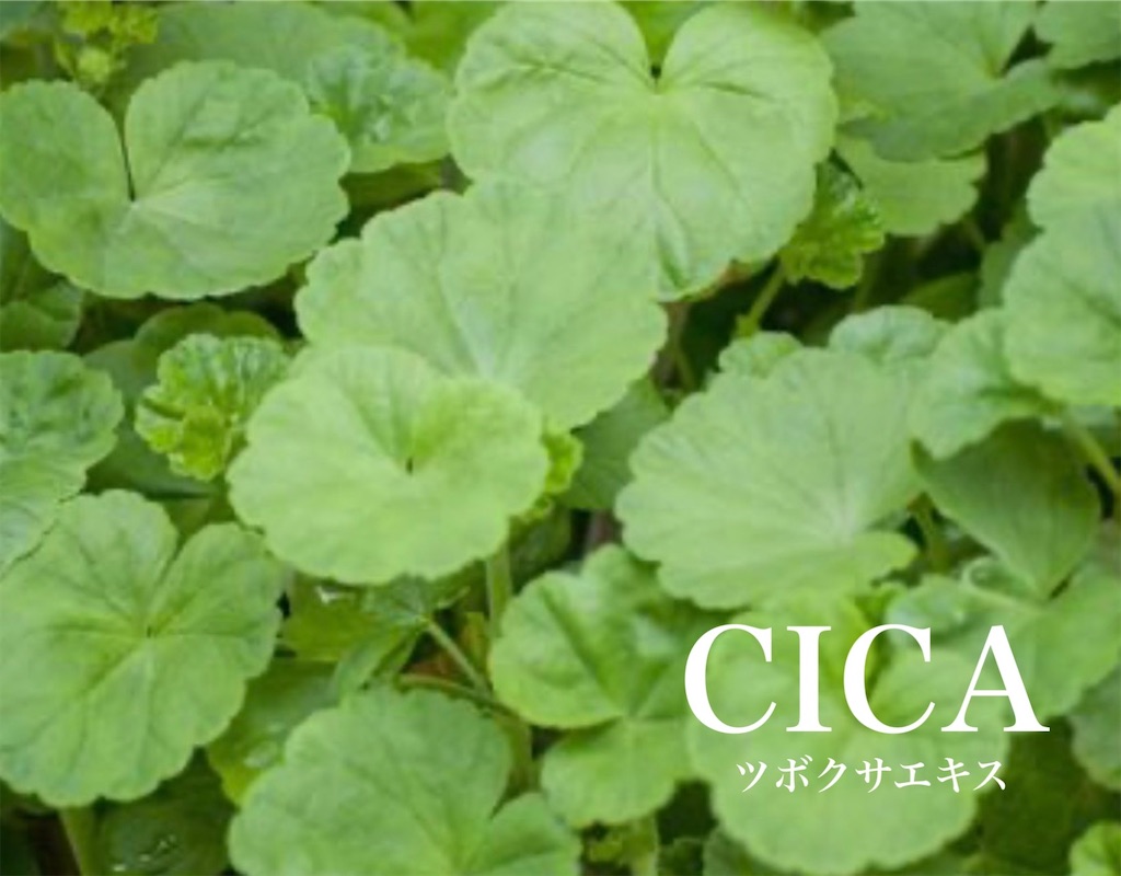 f:id:Chemin:20260908190532j:image