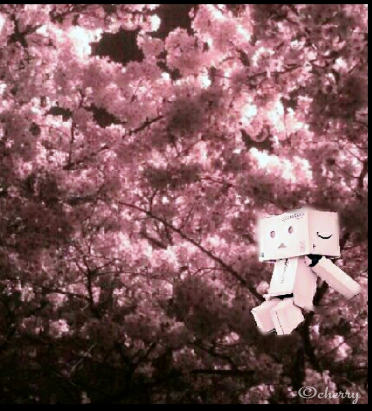  ダンボー夜桜