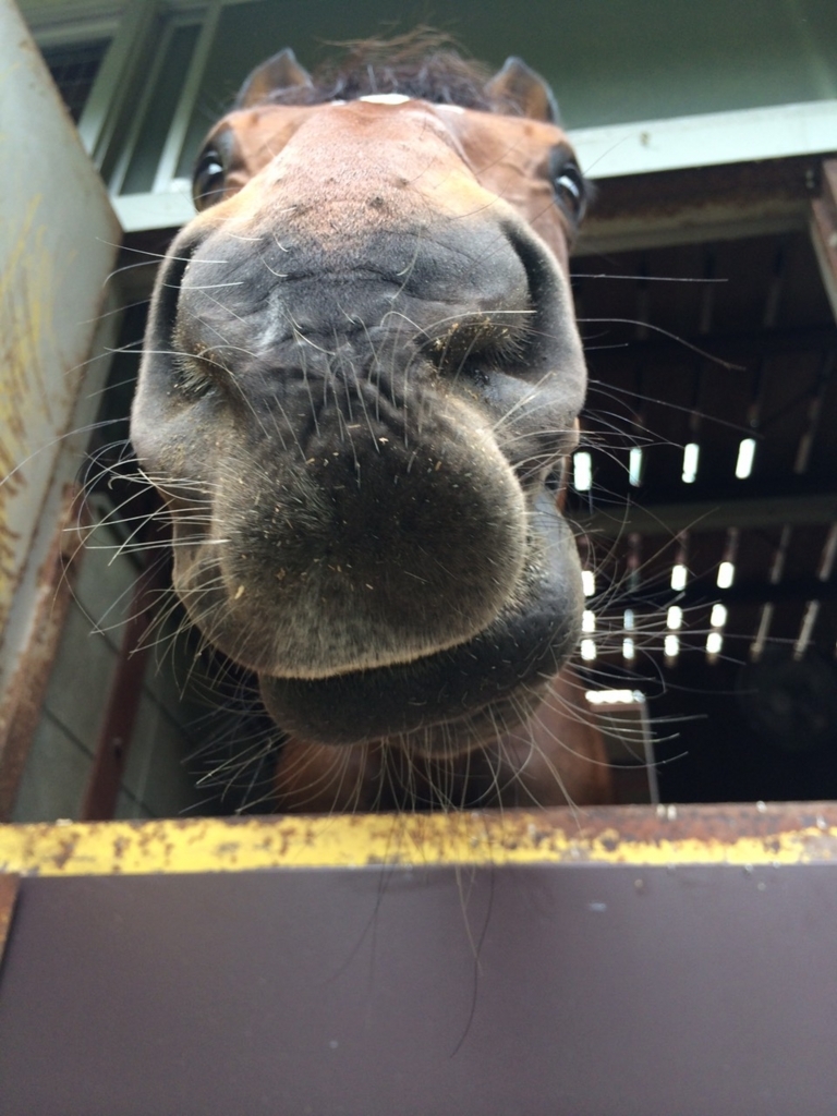 f:id:Cheval_0103:20180321002129j:plain