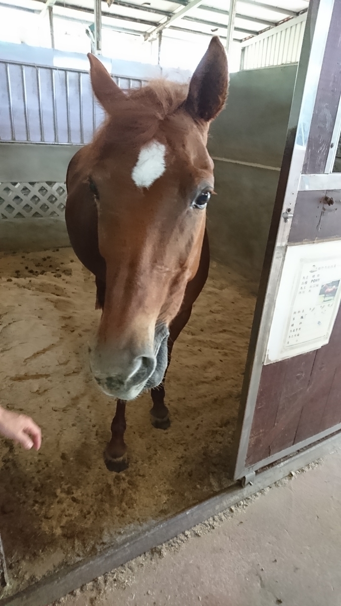 f:id:Cheval_0103:20190821152720j:plain f:id:Cheval_0103:20190821152720j:plain