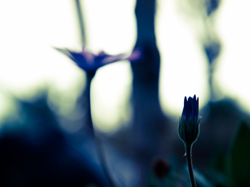 f:id:Chiezaru:20101010145603j:image