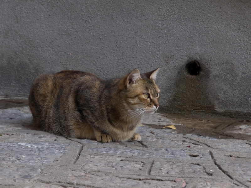 f:id:Chiezaru:20121119164704j:image