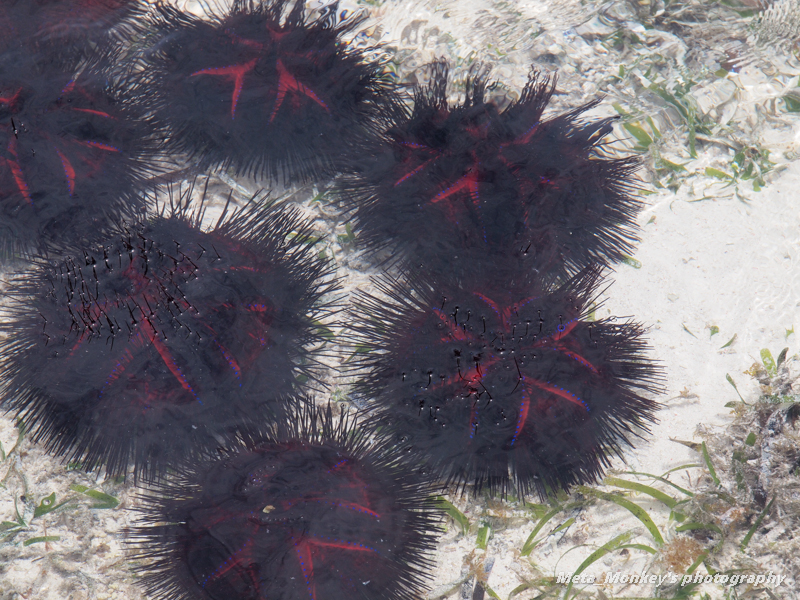 f:id:Chiezaru:20131008155854j:image