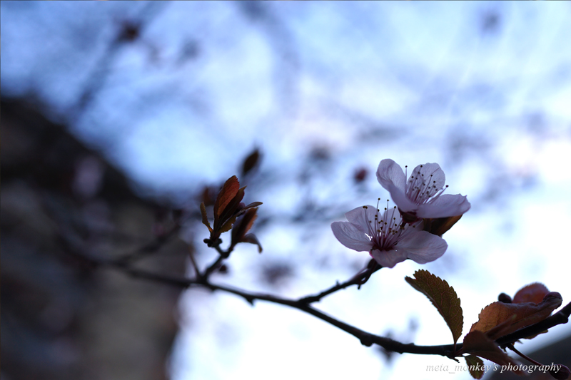f:id:Chiezaru:20180302174607j:image