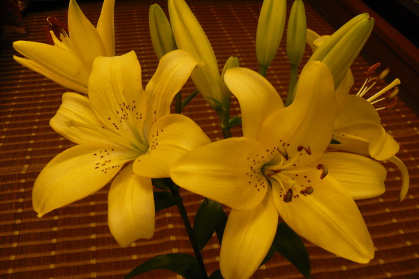 f:id:Chikirin:20080714125714j:image