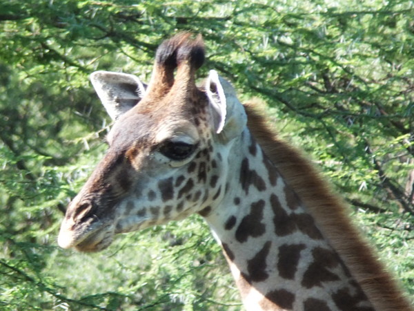 f:id:Chikirin:20120504032849j:image:w400 f:id:Chikirin:20120504032849j:image:w400