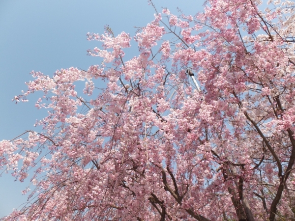 f:id:Chikirin:20140420202544j:image:w550