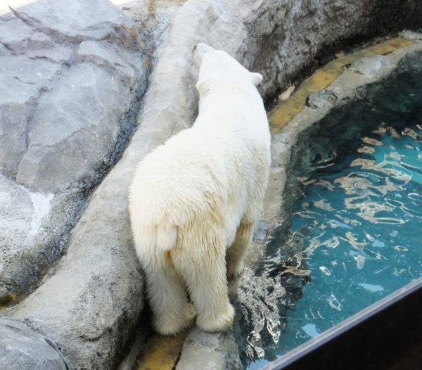しろくま君＠あさひやま動物園 - ちきりんパーソナル