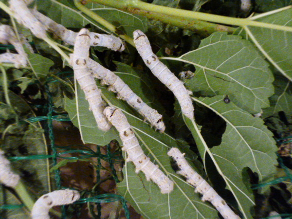 f:id:Chikirin:20150811132536j:image:w550