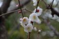 [シグマ18-200mm F3.5-6.3 DC]岡本梅林公園にて