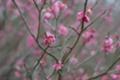 [*PENTAX-FA 50mmF1.4]岡本梅林公園付近の駐車場にて