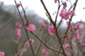 [*PENTAX-FA 50mmF1.4]岡本梅林公園付近の駐車場にて