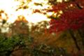 [TAMRON A09][紅葉]高台寺にて