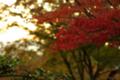 [TAMRON A09][紅葉]高台寺にて