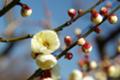 [TAMRON A09][花]万博公園の梅