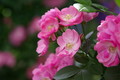 [TAMRON A09][花]奇跡の星の植物園