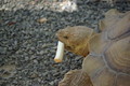 [*PENTAX-DA 50-200mmF4-5.6 ED][動物]福知山市動物園の亀