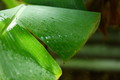 [TAMRON A09][植物]三段池公園の植物園にて