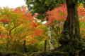 [TAMRON A09][京都][紅葉]山城高雄にて