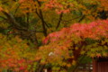 [TAMRON A09][京都][紅葉]