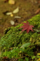 [TAMRON A09][京都][紅葉]