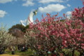 [TAMRON A09]万博公園の梅