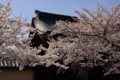 [TAMRON A09][京都]嵐山の桜