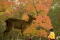 [奈良][紅葉][鹿][東大寺]