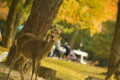 [奈良][紅葉][鹿][東大寺]