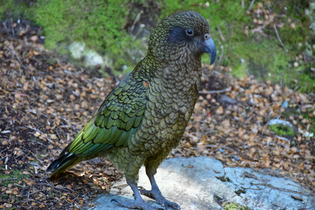 f:id:Chimakix:20171023182638j:plain