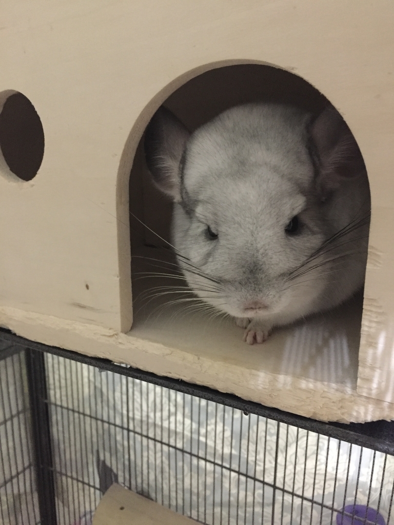 チンチラ編 チンチラの仕草 てやんでい Chinchill S Behavior Teyandei Olaffyの生活