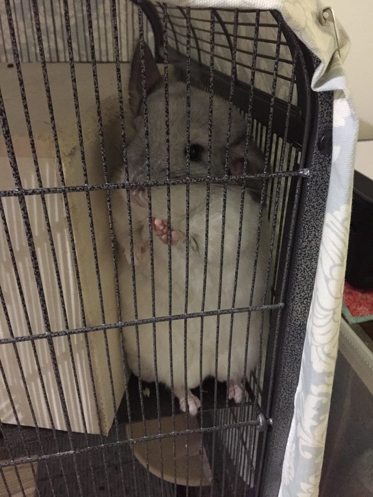 チンチラ編 チンチラの仕草 てやんでい Chinchill S Behavior Teyandei Olaffyの生活