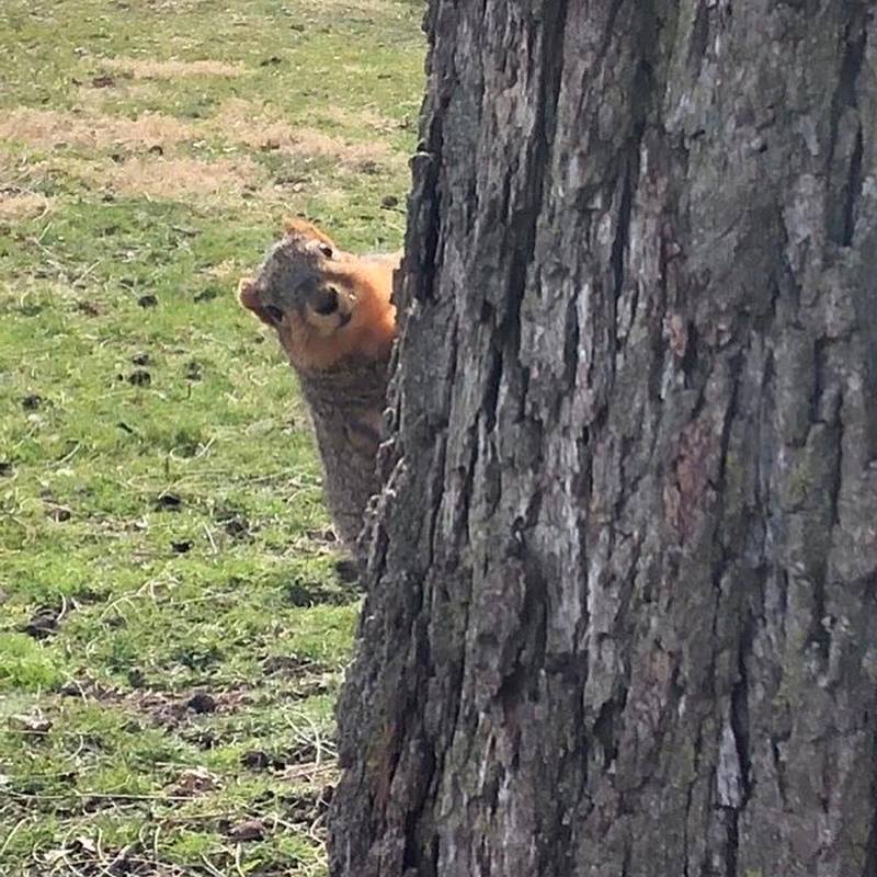 生活編 アメリカのリス Squirrel In The Us Olaffyの生活