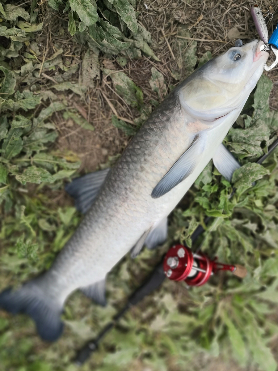 f:id:ChineseAreaFishing:20220417005230j:plain