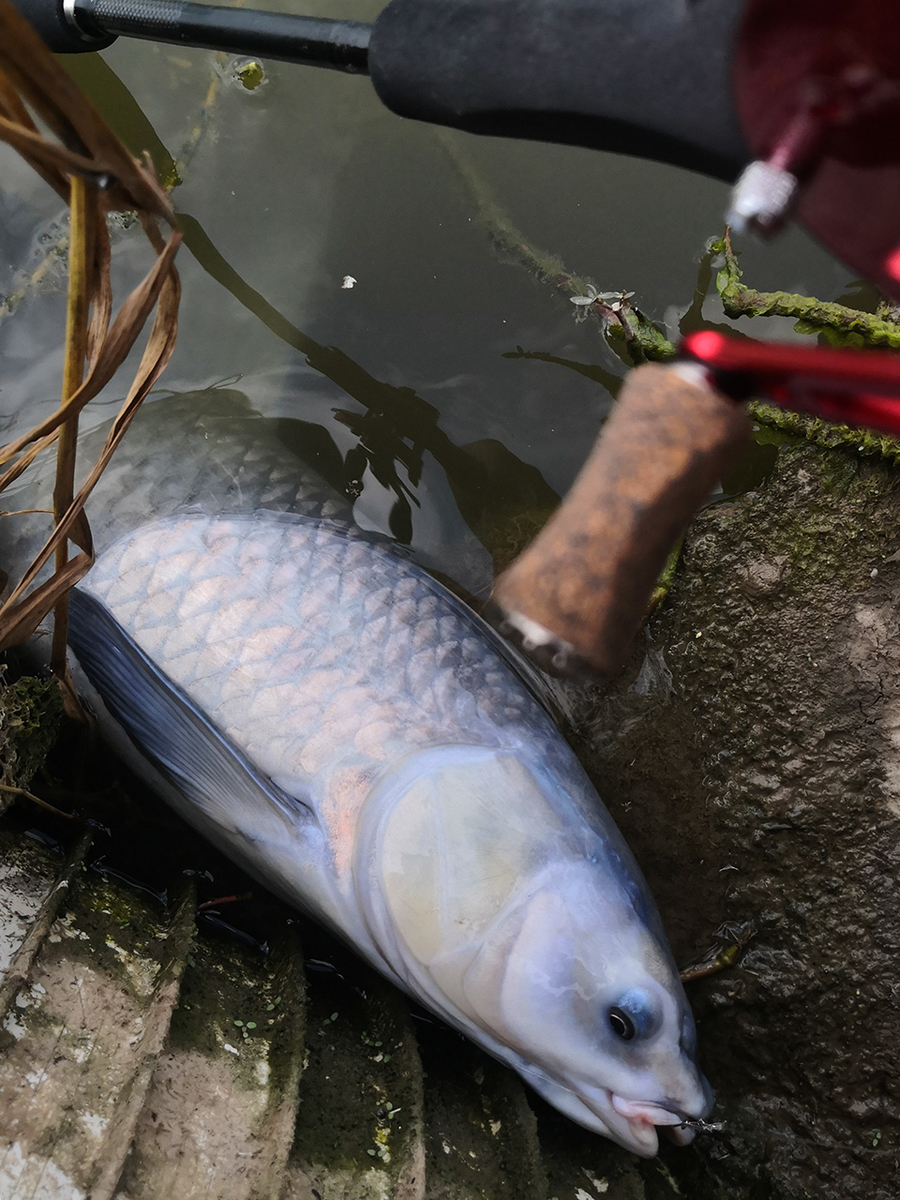 f:id:ChineseAreaFishing:20220417005238j:plain
